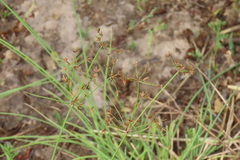 Grewia flavescens, photograph author not stated, no rights reserved