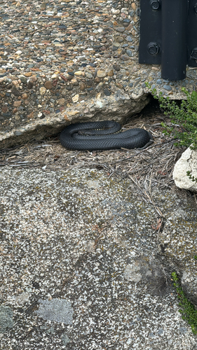 Highlands Copperhead sighting