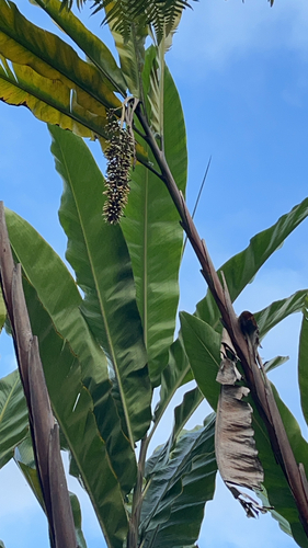 Alpinia boia observed 2025-11-12