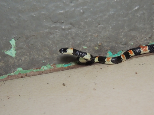 Cope's Snail Sucker