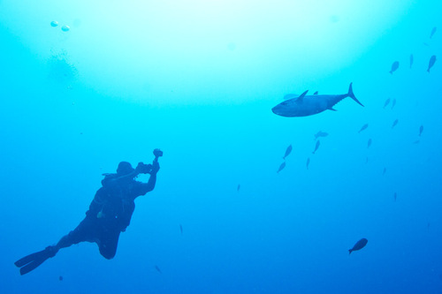 Dogtooth tuna (Gymnosarda unicolor) — Scombridae