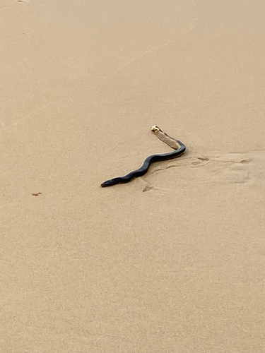 Yellow-bellied Sea Snake sighting