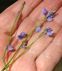 Polygala calcarea
