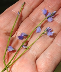 Polygala calcarea