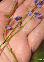 Polygala calcarea