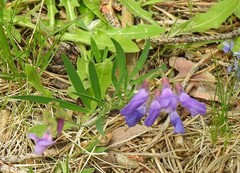 Lathyrus filiformis