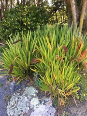 Xeronema callistemon