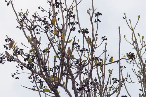 Gouldian Finch