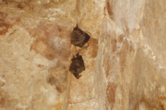 Artibeus jamaicensis yucatanicus