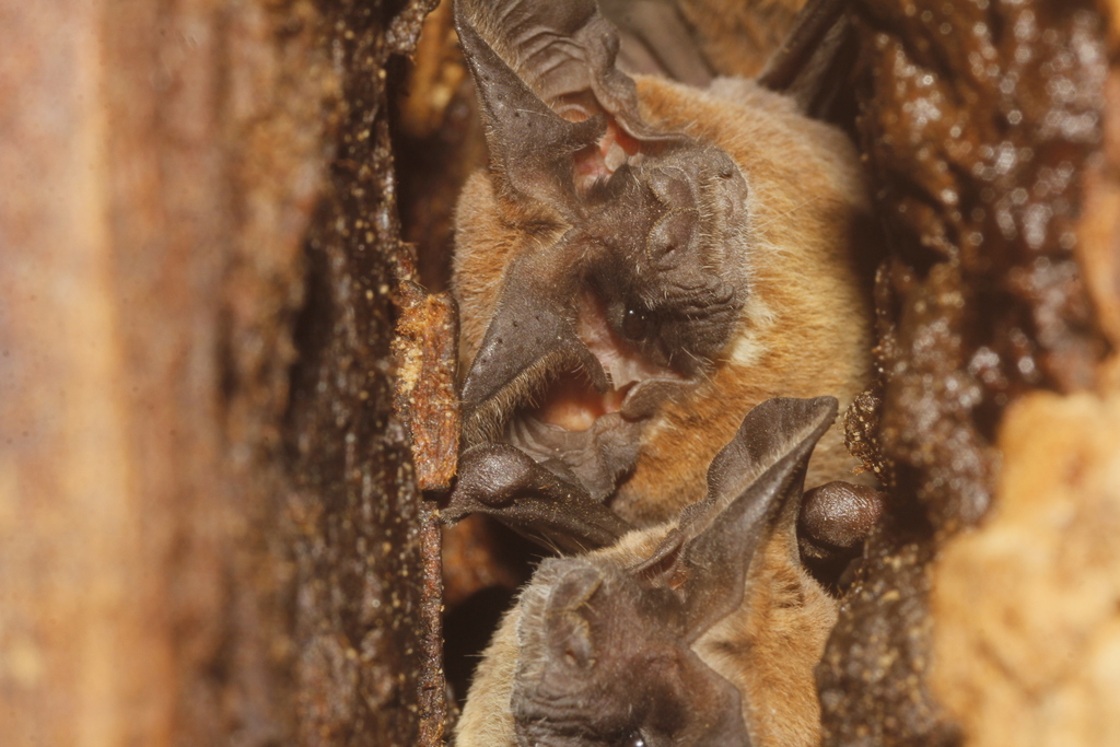 Broad-eared Free-tailed Bat