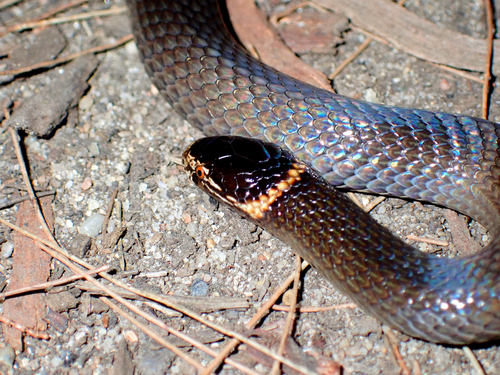 Southern Dwarf Crowned Snake sighting