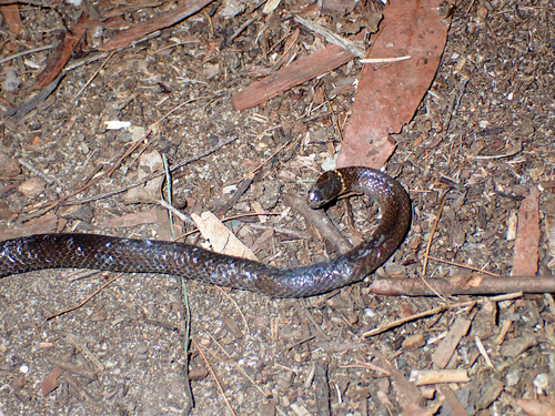 Southern Dwarf Crowned Snake sighting