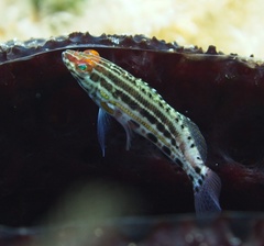 Lantern Bass photo 5