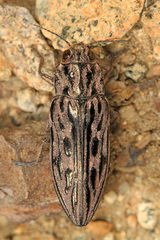 Chalcophora angulicollis