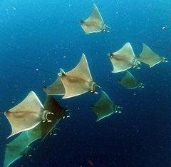 Atlantic Devil Ray photo 3