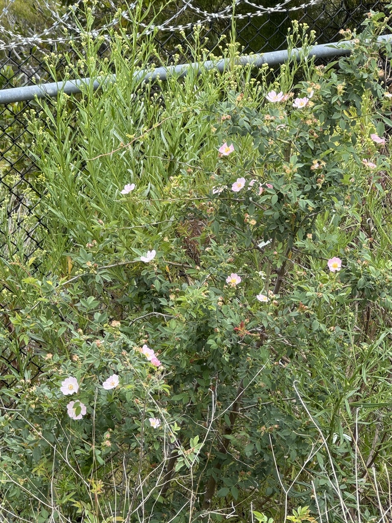 Rosa canina