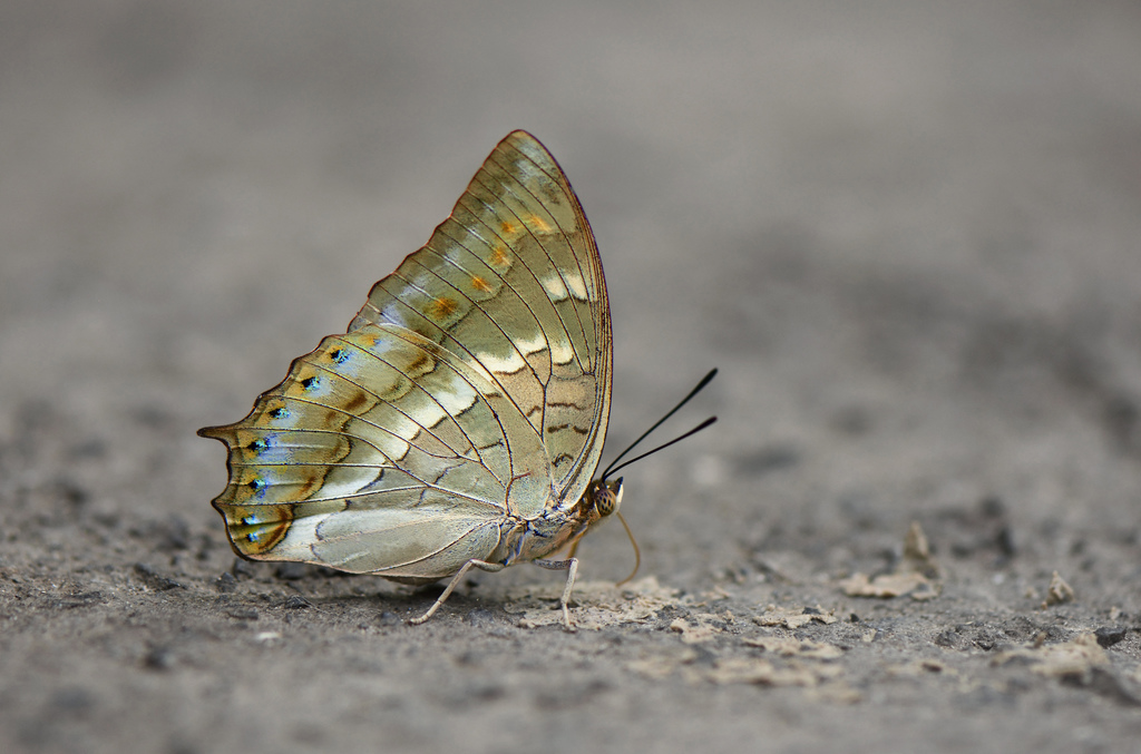 Charaxes nitebis