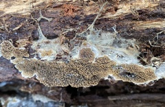 Serpulaceae
