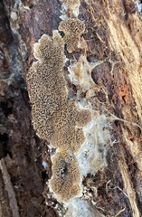 Serpulaceae