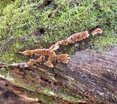 Serpulaceae