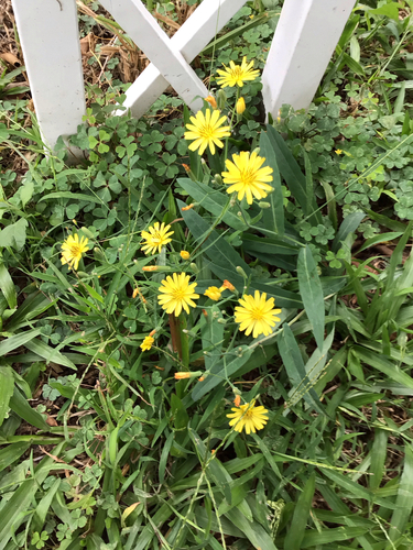 Ixeris chinensis iNat (3)