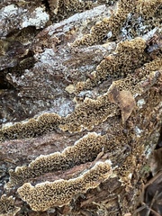 Serpulaceae