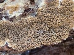 Serpulaceae