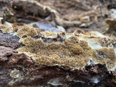 Serpulaceae