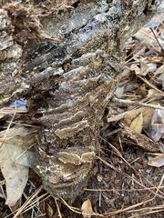Serpulaceae