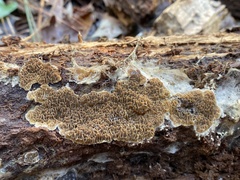 Serpulaceae