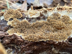 Serpulaceae
