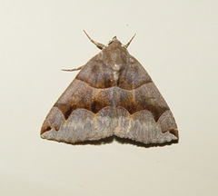 Gondysia
