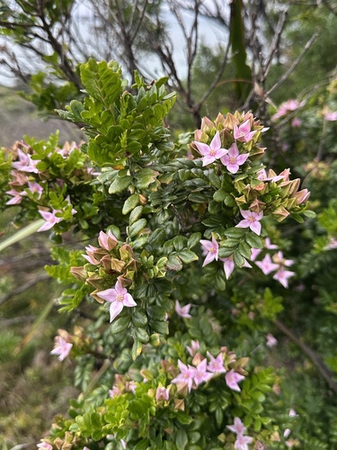 Boronia alata, photograph 6
