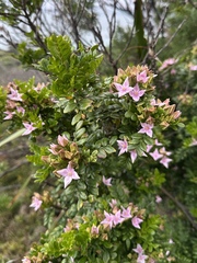 Boronia alata, photograph (c) Matt Berger, some rights reserved (CC BY)