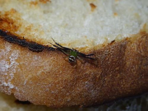 Synema lunulatum