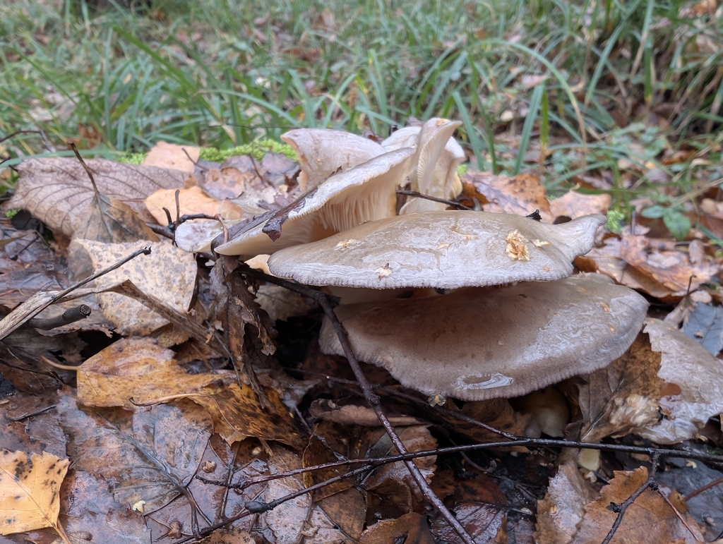Sarcomyxa serotina · November 2025 · photo: © denispeace (iNaturalist, cc0)