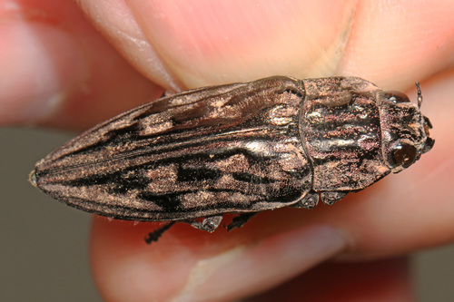Sculptured Pine Borer photo 5