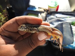 Leiocephalus barahonensis