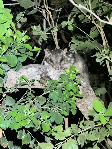 Northern Quoll