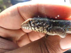 Leiocephalus barahonensis