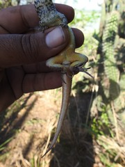 Leiocephalus barahonensis