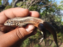 Leiocephalus barahonensis