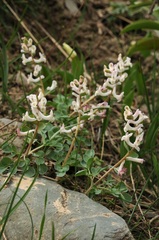 Corydalis ledebouriana