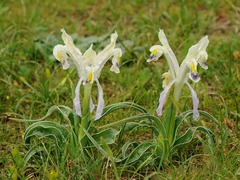 Iris narbutii