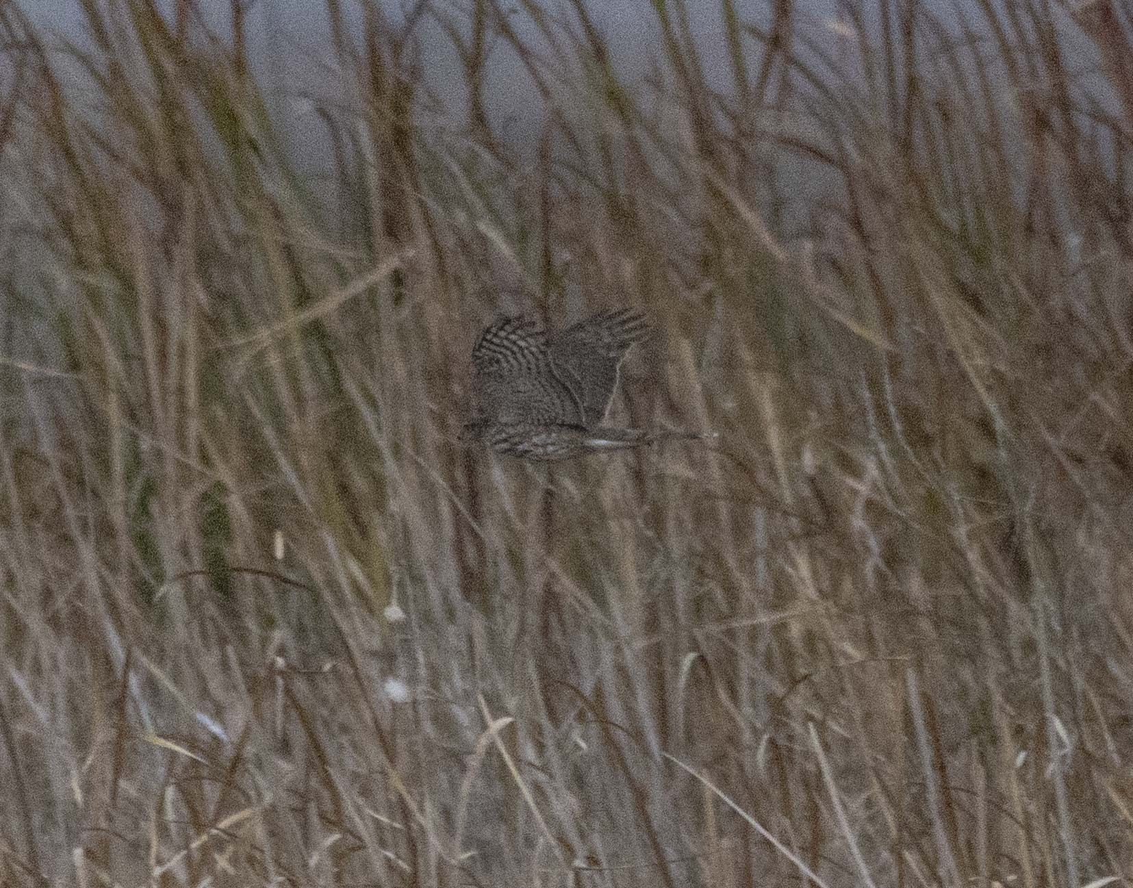 Accipiter striatus Vieillot, 1808