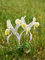 Iris narbutii