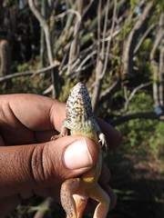 Leiocephalus barahonensis