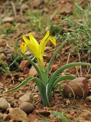 Iris tubergeniana