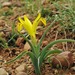 Iris tubergeniana - Photo 由 vladimir_epiktetov 所上傳的 (c) vladimir_epiktetov，保留部份權利CC BY-NC
