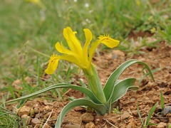 Iris tubergeniana